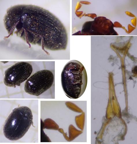 Dorcatoma setosella